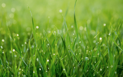 Expert Lawn Mowing Techniques for a Pristine Southlake, TX Lawn